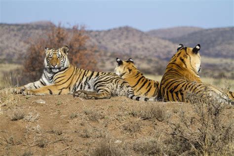 Tiger Canyon Tigres De Bengala En Sudáfrica Mopane Game Safaris
