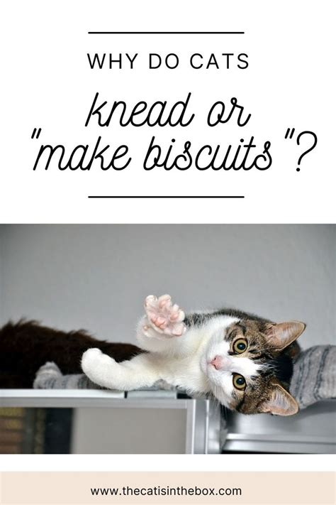Why Do Cats Knead Or Cats Cats Knead Cat Behavior