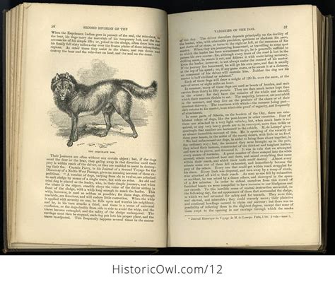 Antique Illustrated Book The Dog By William Youatt C1879 Offk7obgwbg