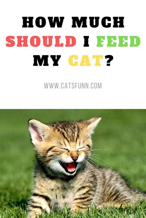 Not only can cats eat pumpkin, it is a nutritious treat that most cats are delighted to have added to their diet. How Much Should I Feed My Cat | Funny cats, Cat facts, Cats
