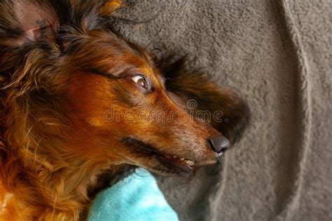 Portrait Of Red Dachshund Close Up Adorable Long Haired Wiener Dog