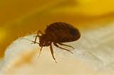 Home Pest Control For Bed Bugs Pictures