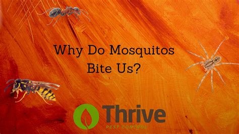 Why Do Mosquitos Bite Us Thrive Pest Control