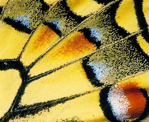 Butterfly Wings Close Up