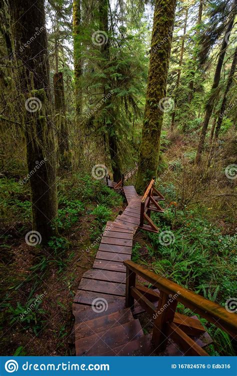 Rainforest Trail Near Tofino And Ucluelet Vancouver Island Stock