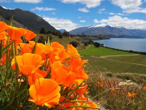 6 Reasons Why You Should Visit Wanaka New Zealand Cool Places To