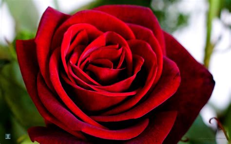 Find beautiful pictures of roses from our collection of beautiful rose flowers gallery to. Flower Wallpapers | Flower Pictures | Red Rose | Flowers ...