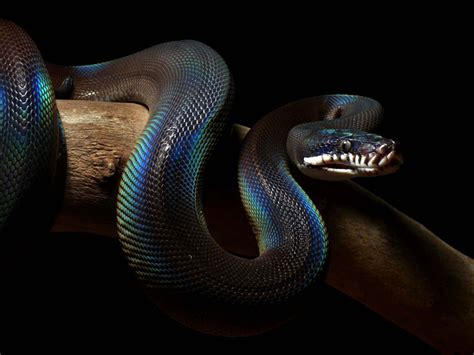 White Lipped Python Reptilien Tiere Schlangen