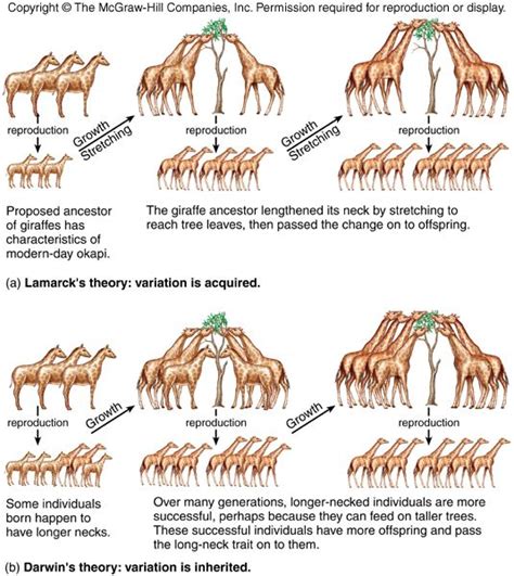 Lamarck Vs Darwins Theories Of Evolution Simplified Biology