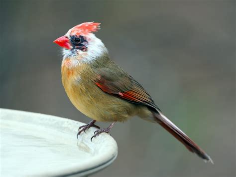 Leucistic Female Northern Cardinal Feederwatch