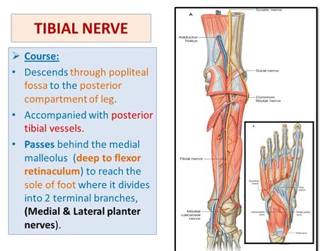 Tibial Nerve Course Motor Sensory Innervation How To Relief Nerve Medical Babe