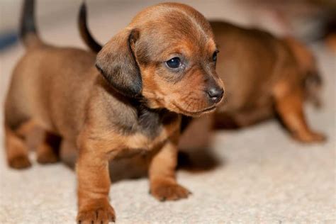 Top 11 Most Popular Small Dog Breeds In The World Pets4good Best