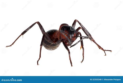 Forest Brown Isolated Ant Stock Photo Image Of Isolated 32355348