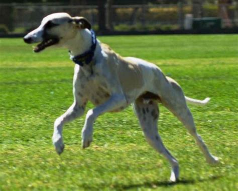 Hounds List Of All Hound Dog Breeds K9 Research Lab