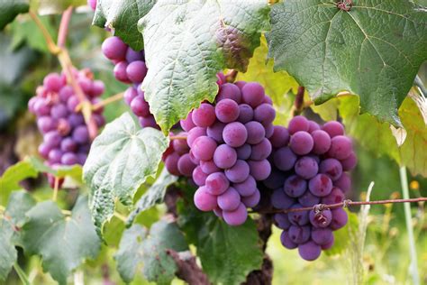 Several Bunch Of Grapes · Free Stock Photo