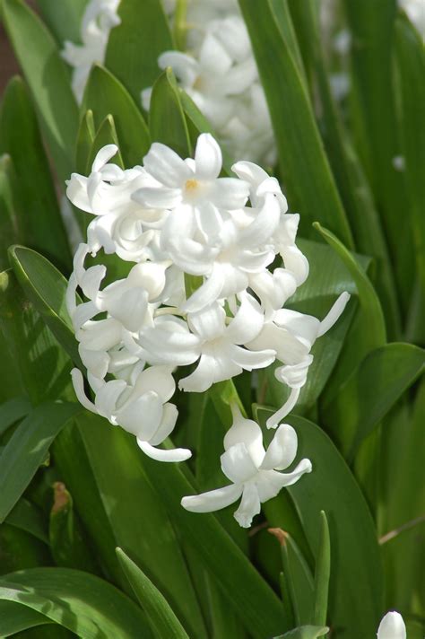 I Think Hyacinths Are The Most Fragrant Of The Various Spring Bulb