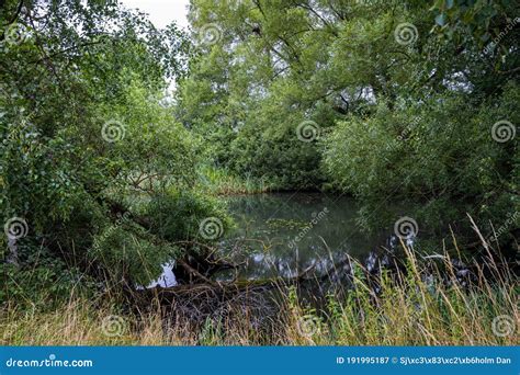 a murky pond of water surrounded by lush green vegetation reflections from trees all green