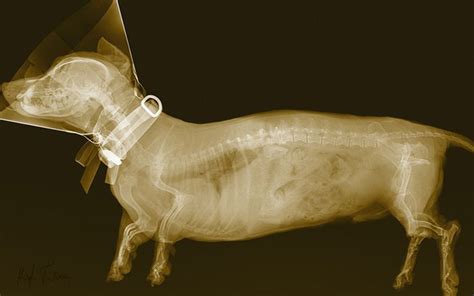Animal X Rays Animals