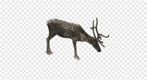 Painting Reindeer Moose Elk Red Deer Whitetailed Deer Antler