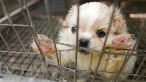 Seven Ways You Can Stop Puppy Mills The Humane Society Of The United
