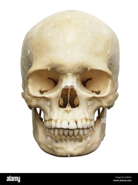 Human Skull Front View Stock Photo Alamy