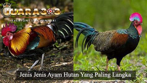 Ayam adalah makanan yang umum dikonsumsi. Jenis Jenis Ayam Hutan Yang Paling Langka