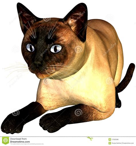 Siam Cat Stock Illustration Illustration Of Intelligently 17502586
