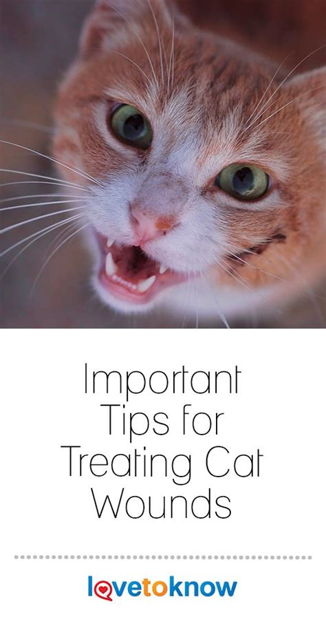 Important Tips For Treating Cat Wounds Cat Wounds Cat Skin Cat Injuries