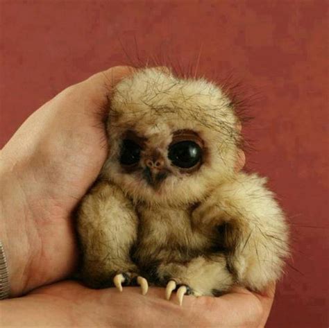 Check Out This Real Life Furby Amazing Photo Of The Day Dottech