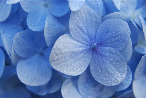 アジサイ 花 ブルー · Pixabayの無料写真