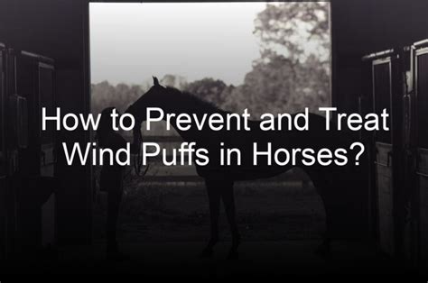 How To Prevent And Treat Wind Puffs In Horses Equestrian Shop Online