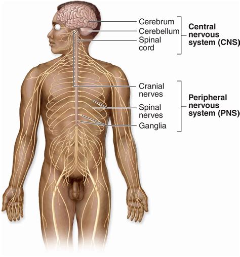 Nerve Tissue And The Nervous System Basicmedical Key