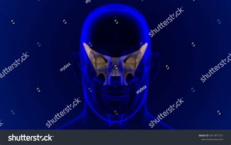 Human Skeleton Skull Sphenoid Bone Anatomy Stock Illustration