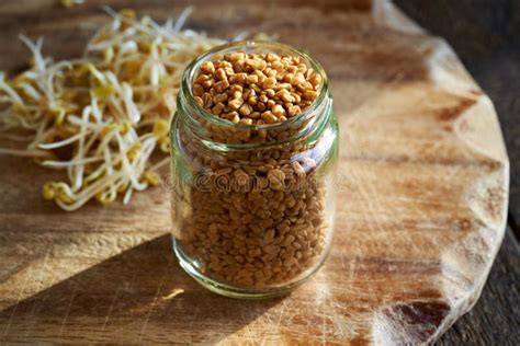 Fenugreek Seeds And Fresh Fenugreek Sprouts Stock Image Image Of