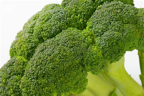 Broccoli Head Stock Photo Image Of Cabbage Vegetable 6868746