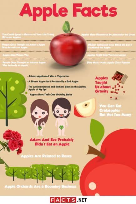 17 besten Apfel Fakten Sie wissen müssen Facts net Bodytech