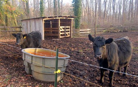 How To Start A Cattle Farm On Small Acreage Countryside