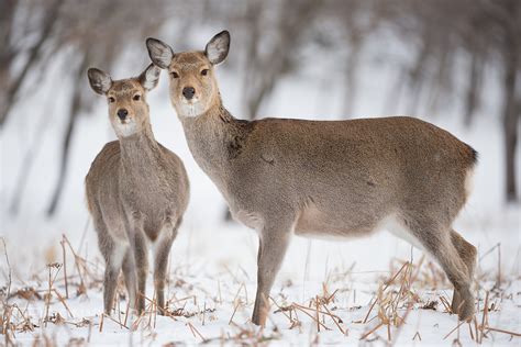 Japanese Sika Deer Hokkaido Subspecies Cervus Nippon Yesoensis Tony