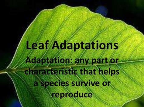 Leaf Adaptations