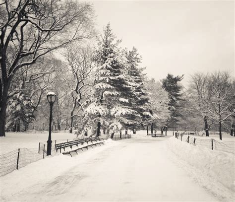 Central Park Winter Trees Covered With Snow New Ny