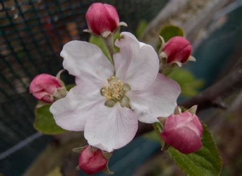 Une Fleur Dun Jour Malus Pimula Ii Malus Apple Blossom Flowers