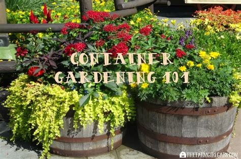 Container Gardening 101 Tips And Tricks To Grow The Most Beautiful