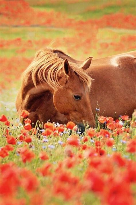 60 Best Horse In A Field Of Flowers Images On Pinterest Horses