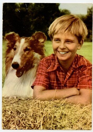 1950s Original Jeff And Lassie Collie Television Tv Promotion Photo