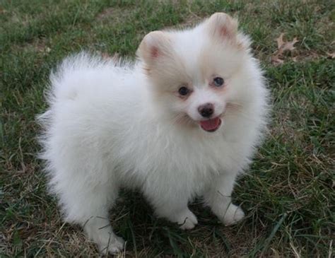 Dogs cats for adoption and sale in malaysia adopt cute puppies. Pomeranian puppies FOR SALE ADOPTION from Kelantan Kota ...