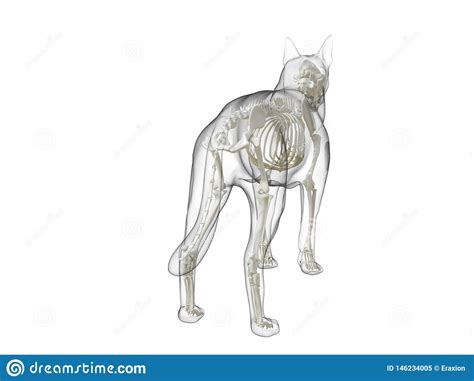 Dog Skeleton Canis Lupus Familiaris Anatomy Perspective View