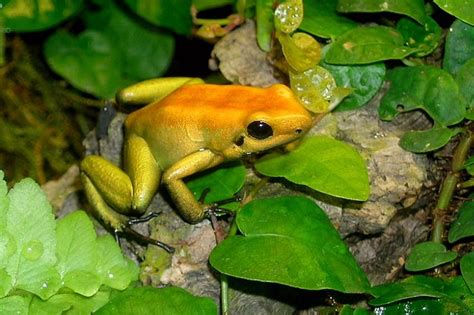 16 Poisonous Frogs That Are Beautiful But Deadly Frog Poison Dart