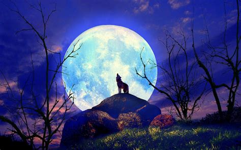 Wolf Nature Full Moon Yelp Wallpapers Wolf Nature Full