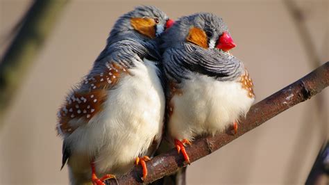 Hd Wallpapers For Theme Zebra Finch Hd Wallpapers Backgrounds