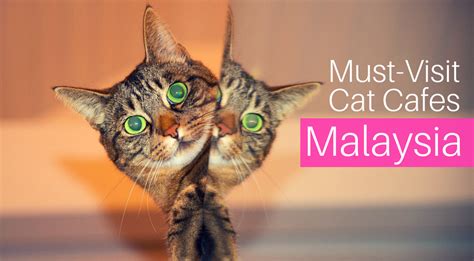 Martabak cafe indo malay restaurant malaysian restaurant pasay. 3 Must-Visit Cat Cafes in Malaysia Find Halal Food Near you